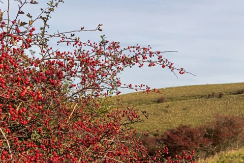 Red berries, hawthorn (Crataegus), Truleigh Hill, Shoreham by Sea, South Downs, West Sussex,