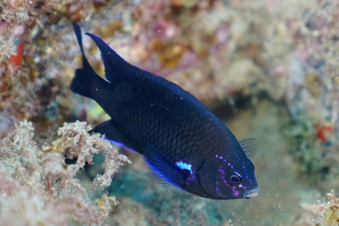 Neon reef fish (Abudefduf luridus), El Cabron marine reserve dive site, Arinaga, Gran Canaria,