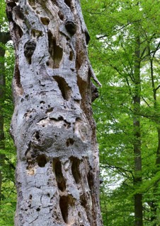 Old beech (Fagus) is often used as a woodpecker tree because of the deadwood, Darß, primeval