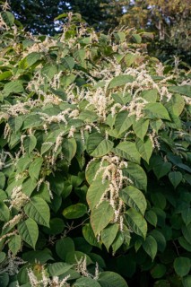 Flowering Japanese Knotweed (Fallopia Japonica), an invasive piece in Abbekås, Skurup Municipality,