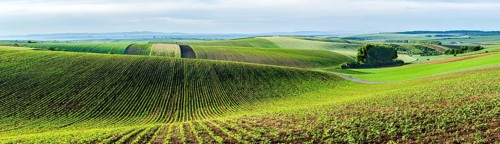 Panorama of Moravian rolling landscape with trees. Moravia, Czech Republic, Europe