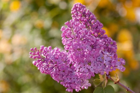 Common lilac (Syringa vulgaris), purple flowers, Rhineland-Palatinate, Germany, Europe