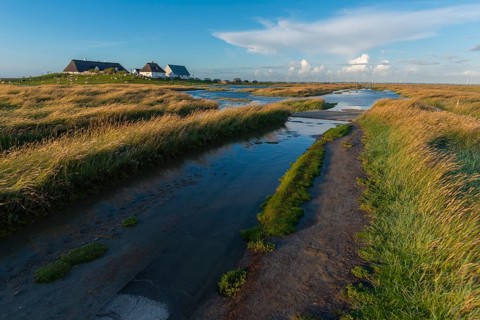 Hamburger Hallig, Reußenköge, North Frisia, dwelling mound, reed houses, grasses, sheep, evening