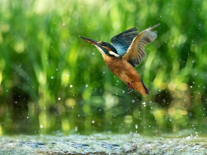 Common kingfisher (Alcedo atthis) unsuccessful fishing kingfisher flies up out of the water after