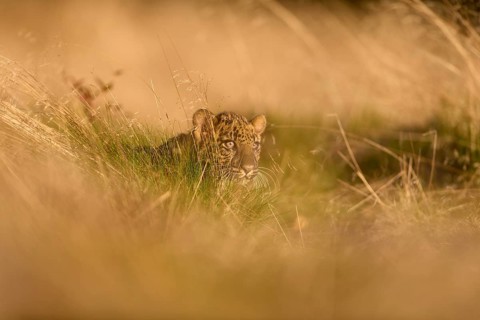 Indian leopard (Panthera pardus fusca), young animal on meadow