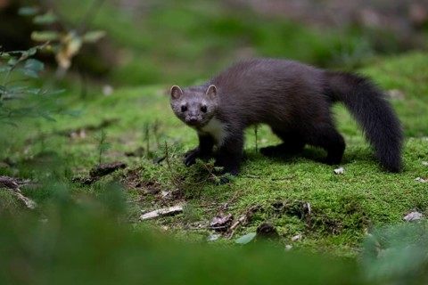 Beech marten (Martes foina), Bitburg, Rhineland-Palatinate, Germany, Europe