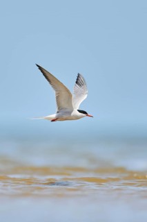 Elegant tern (Thalasseus elegans) flying in the sky above the sea, hunting, ebro delta, Catalonia,