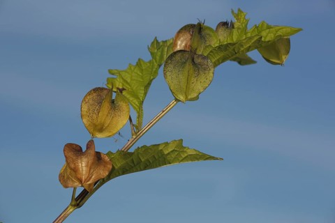 Branch of a bladder cherry (Physalis alkekengi) with fruit capsule, nature, lantern, fruit, detail,
