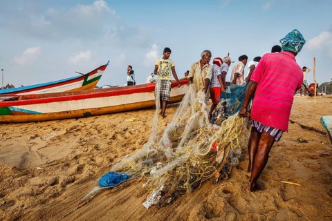 CHENNAI, INDIA, FEBRUARY 10, 2013: Indian fishermen dragging fishing net with their catch from sea