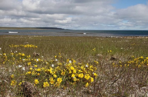 Common horn clover (Lotus corniculatu) on the shore of the Barents Sea, Lapland, Northern Norway,