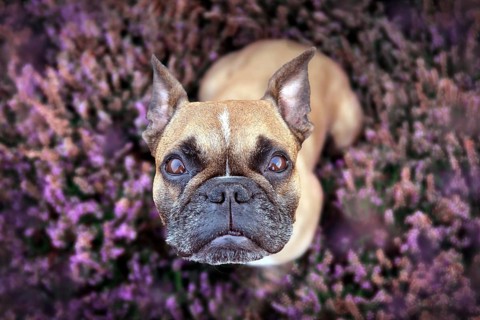 Top view of beautiful small brown French Bulldog dog sitting in a field of purple blooming heather