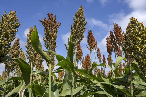 Field with commercial grain sorghum, cultivated cereal crop for grain, fibre and fodder in Uruguay