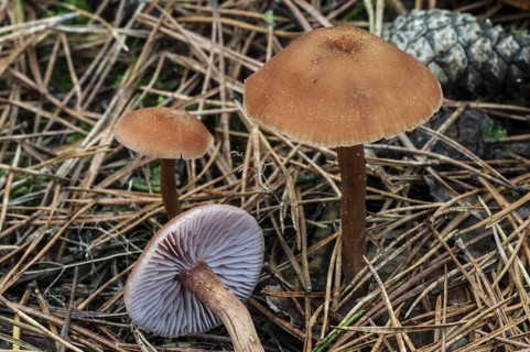 Scurfy deceiver toadstools (Laccaria proxima) in coniferous forest in autumn