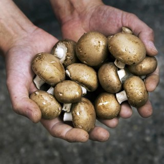 Harvested cave mushrooms, champignons held in hand, Belgium, Europe