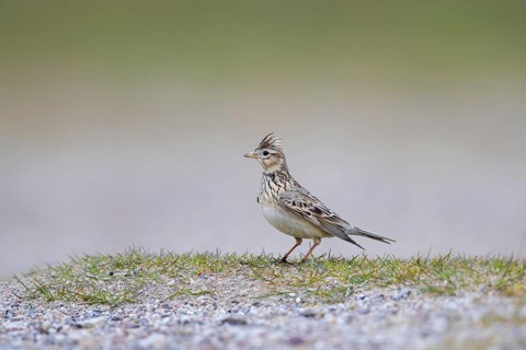 Eurasian skylark (Alauda arvensis) foraging on the ground with raised crest on head in spring