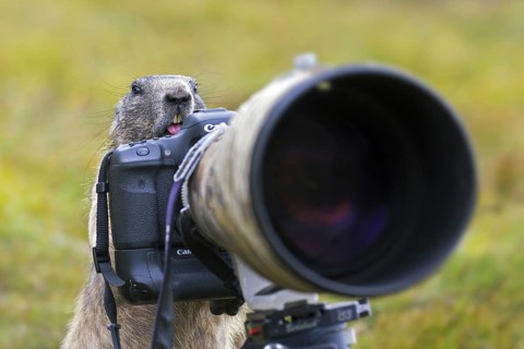 Curious Alpine marmot (Marmota marmota) behind wildlife photographer's Canon camera with large