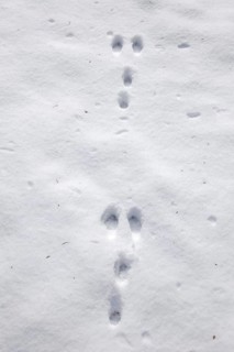 Wild rabbit (Oryctolagus cuniculus) footprints in the snow in winter, Germany, Europe