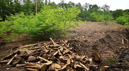 Forest damage in the Sauerland region has caused about 40 % of the spruce stand, especially in