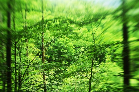 Forest damage in the Sauerland region has caused about 40 % of the spruce stand, especially in