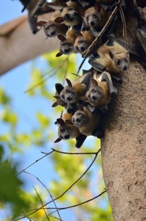 Straw-coloured Fruit Bats (Eidolon helvum) on a tree, Kasanka National Park, Zambia, Africa