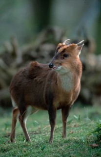 Chinese Muntjak, male (Muntiacus muntjak reevesi)