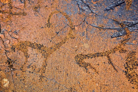Petroglyphs of Siberian ibex (Capra sibirica), up to 2500 years old, West Karakol Valley, Tien Shan