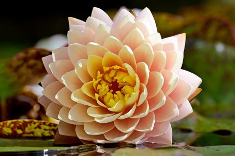 Water lily (Nymphaea), Blushing Bride variety, yellow-pink flower, North Rhine-Westphalia, Germany,