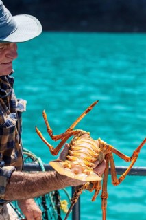 Hummer (Homarus), Bootsfahrt, Akaroa, Banks Peninsula, Canterbury, Neuseeland