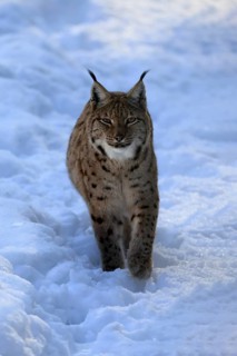 Carpathian lynx (Lynx lynx carpathicus), adult, in winter, in snow, running, alert, Bavarian
