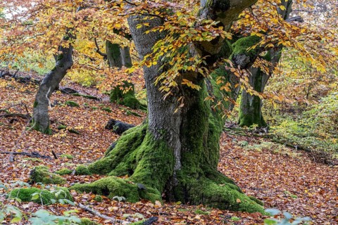 Old copper beeches (Fagus sylvatica) in the Hutewald Halloh, Hesse, Lower Saxony