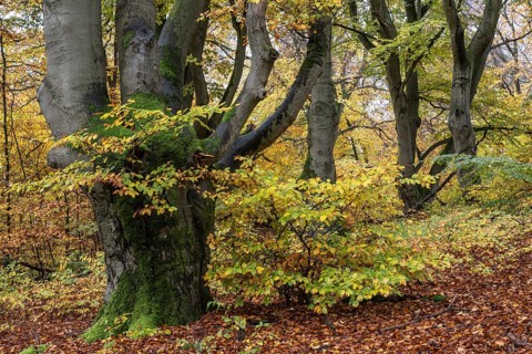 Old copper beeches (Fagus sylvatica) in the Hutewald Halloh, Hesse, Lower Saxony