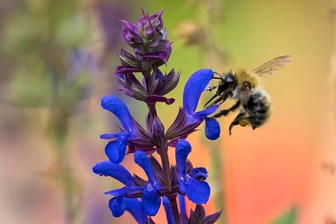 Wild bee (Apoidea) flies to flower of meadow clary (Salvia pratensis), Hesse, Germany, Europe