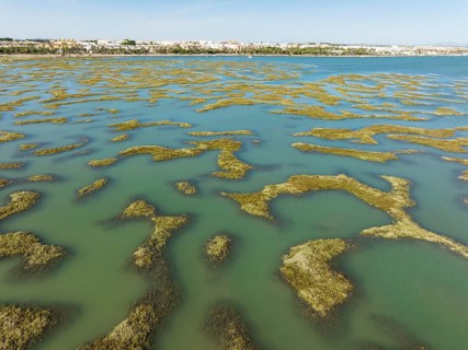 Network of channels and streams at low tide, in the marshland of the Bahía de Cádiz, in the