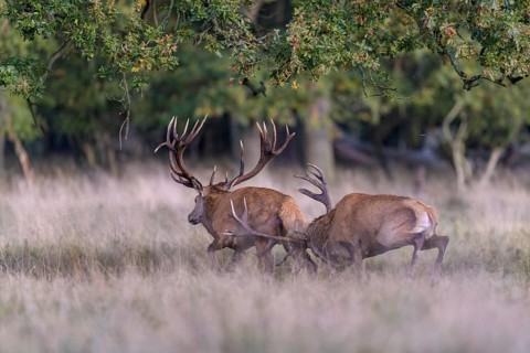 Red deer (Cervus elaphus), top deer drives out defeated rival from meadow after rutting fight,