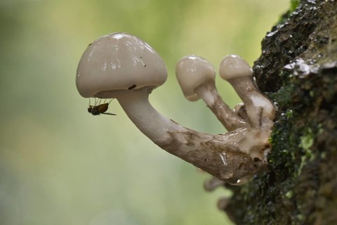 Porcelain fungi (Oudemansiella mucida), Emsland, Lower Saxony, Germany, Europe