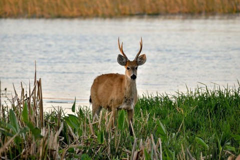 Pampas deer (Ozotoceros bezoarticus), male, in Colonia Carlos Pellegrini, Esteros del Iberá,