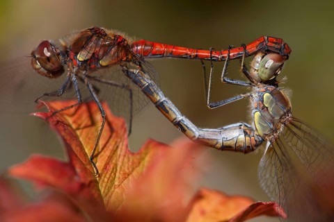 Common Darters (Sympetrum striolatum), mating wheel, lateral
