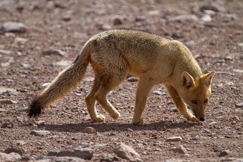 Andean fox (Pseudalopex culpaeus), Culpeo, Altiplano, Bolivia, South America