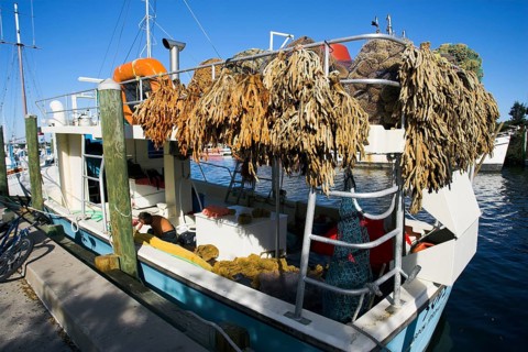 Sponges on boat, drying, Tarpon Springs, Florida, sponges, sponge, USA, North America
