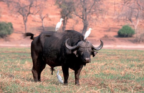 African Buffalo (Syncerus caffer) bull and Cattle Egrets (Bubulcus ibis), Chobe national park,