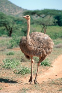 Somali ostrich, female, Samburu Game Reserve (Struthio camelus molybdophanes), Kenya, Africa