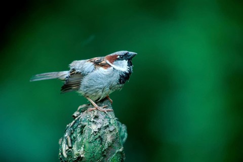 House Sparrow (Passer domesticus), male, house sparrow, male, Germany, sparrows, Europe