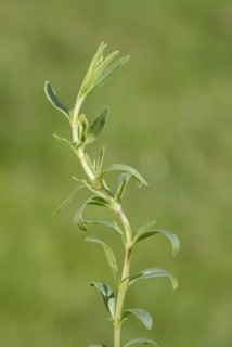 Hyssop (Hyssopus officinalis) leaves