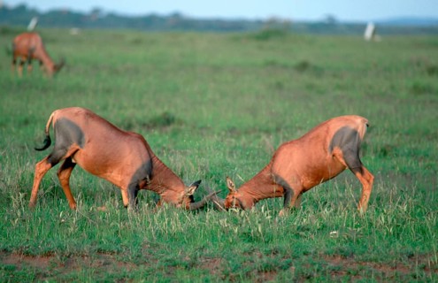 Topis, fighting male, Serengeti National Park (Damaliscus lunatus korrigum), page, Tanzania, Africa