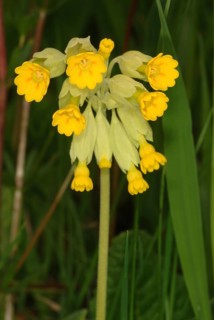 Common cowslip (Primula officinalis), cowslip, apothecary primrose, medicinal plant, plant with