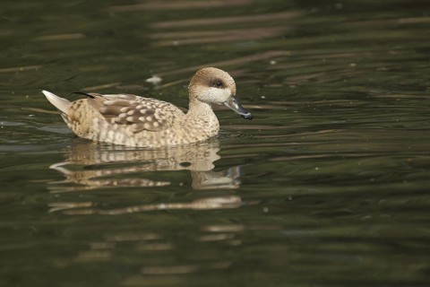Marbled Duck (Marmaronetta angustirostris), swimming, marbled duck, green duck, green duck,