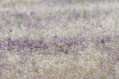 Heathland, Oberoher Heide, flowering common heather (Calluna Vulgaris) and true grasses (Poaceae),