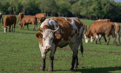 Buntscheck cows on pasture, Franconia, Bavaria, Germany, Europe