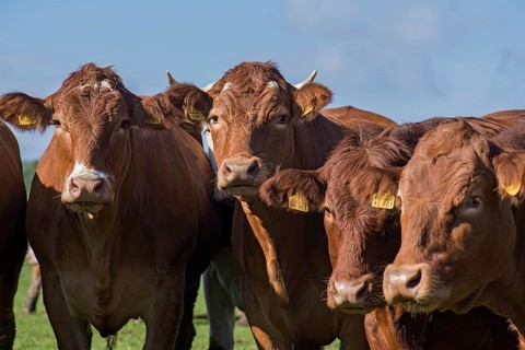 Buntscheck cows on pasture, Franconia, Bavaria, Germany, Europe