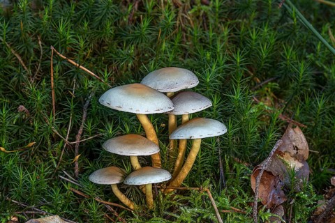 Green-leaved sulphur tuft (Hypholoma fasciculare) in a mixed forest, Franconia, Bavaria, Germany,